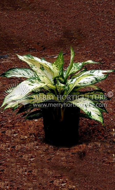 Dieffenbachia Star Bright